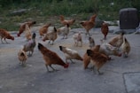 Happy chickens pecking around a farmyard with feed scattered on the ground.