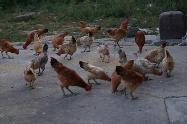 A group of chickens is scattered around a rough concrete surface, pecking at the ground. The chickens are various shades of brown, red, and white, and they appear to be engaged in feeding. Surrounding the scene are patches of green grass and rough stone elements, contributing to a rustic, outdoor farm environment.
