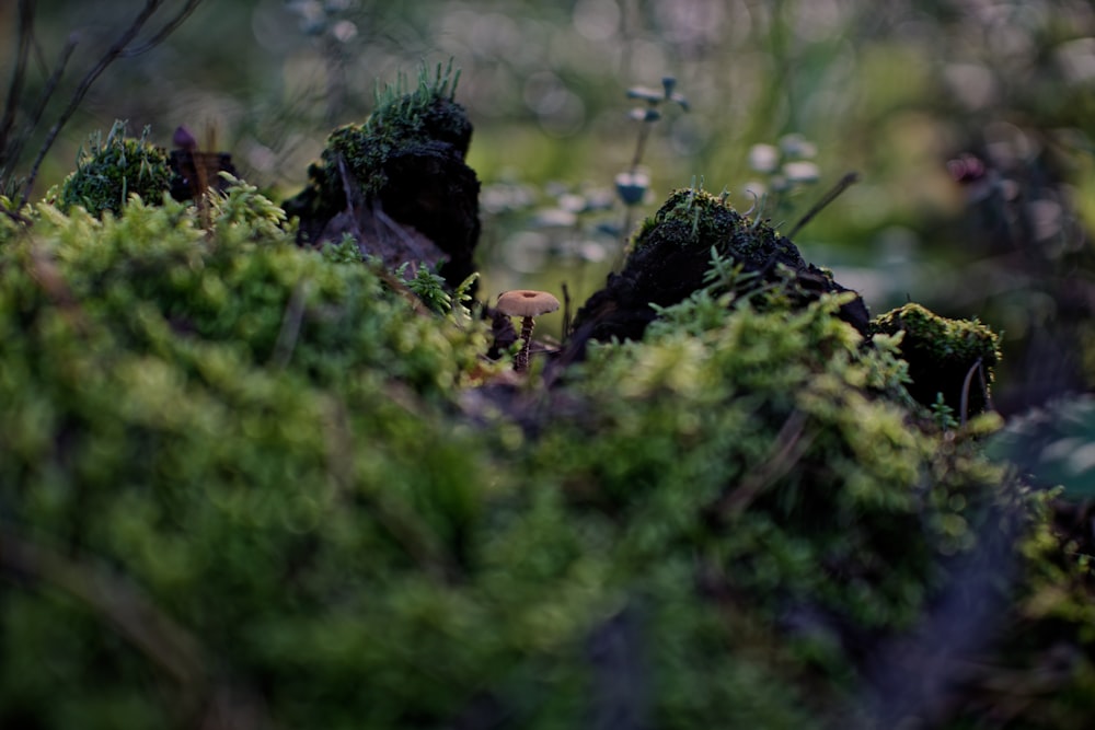 a close up of a moss covered ground