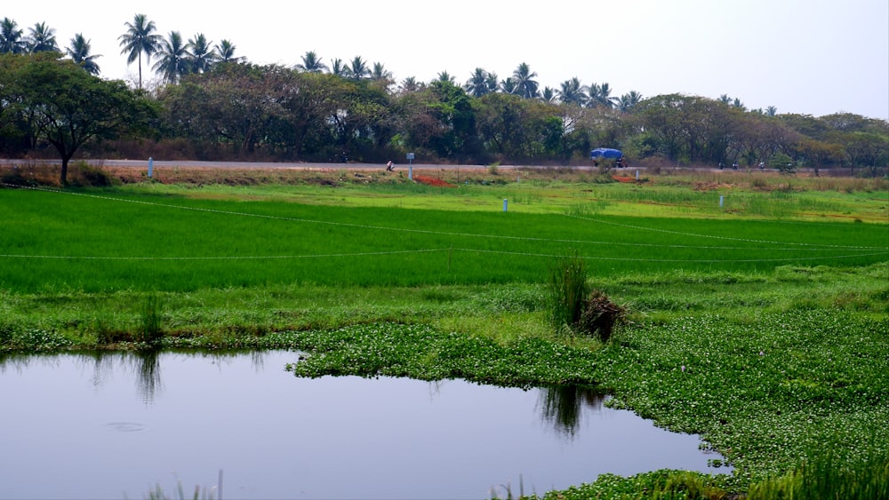 um campo verde com uma pequena lagoa no meio dele