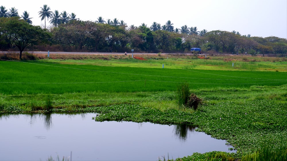 Un campo verde con un pequeño estanque en el medio