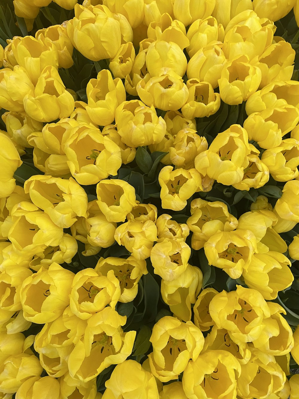 a bunch of yellow tulips with green leaves