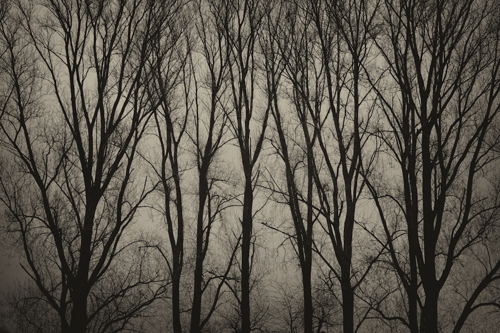 a black and white photo of trees with no leaves