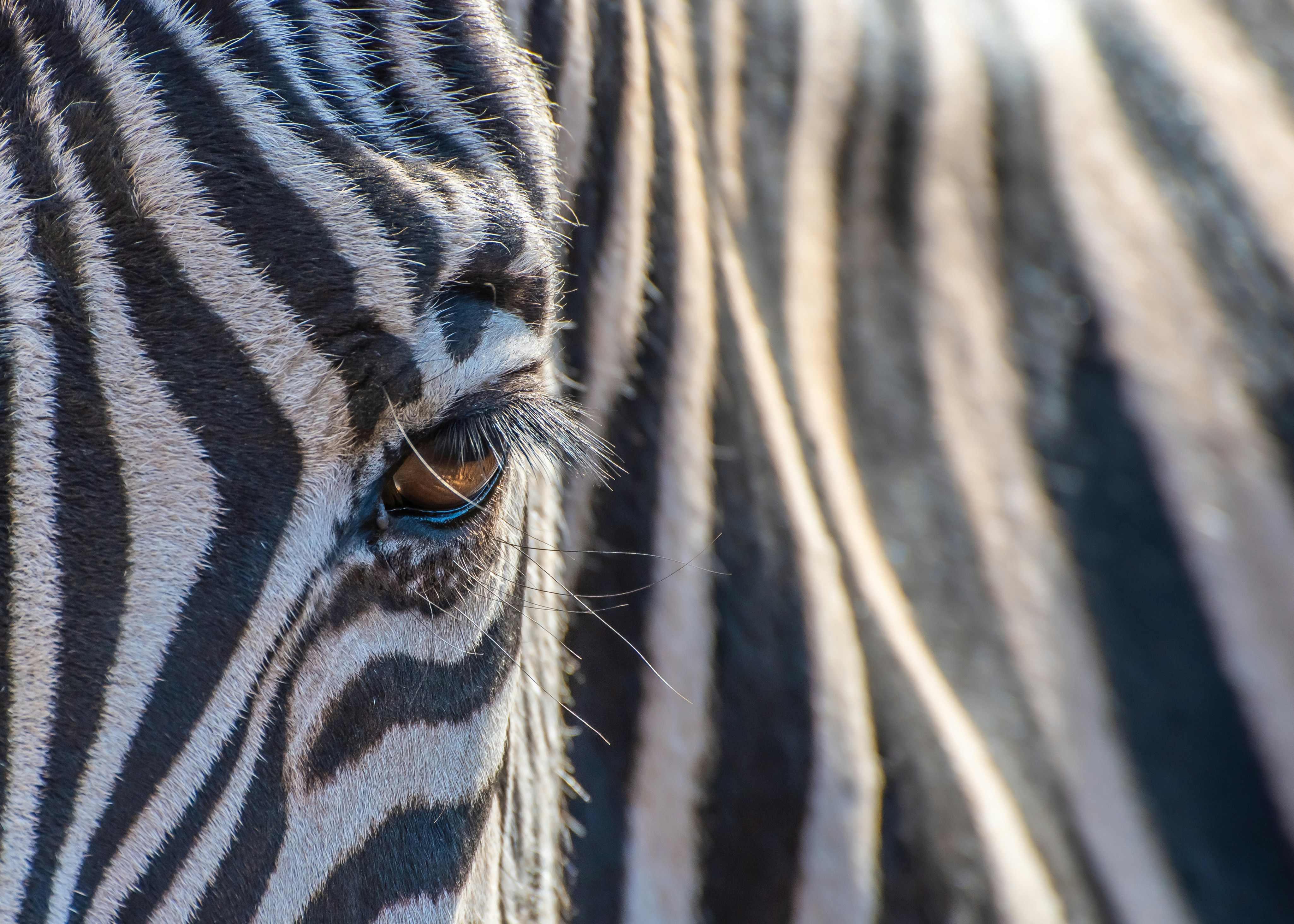 What Causes Attention Patterns to Specialize