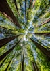looking up at the tops of tall trees in a forest