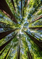 looking up at the tops of tall trees in a forest