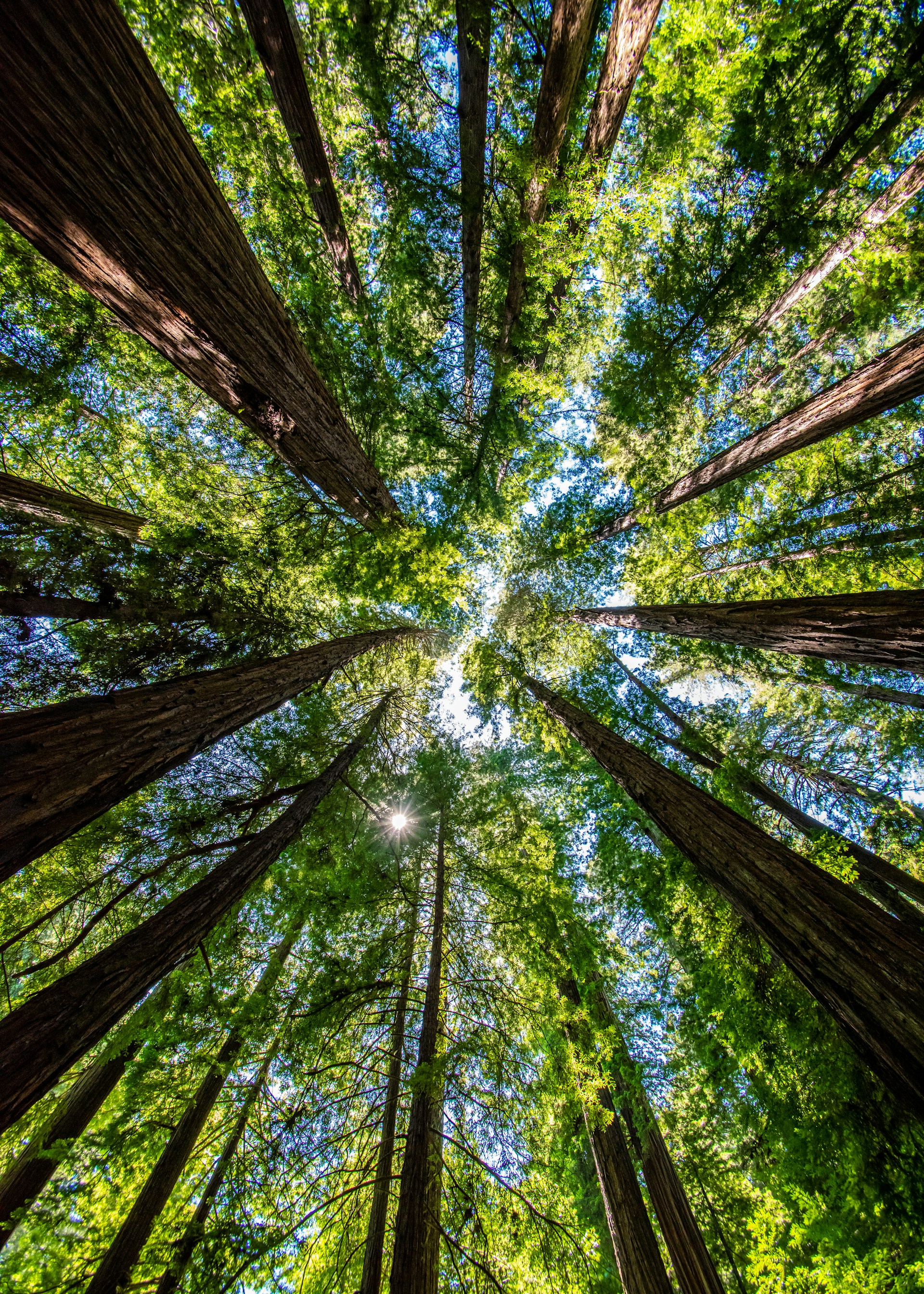 looking up at the tops of tall trees in a forest