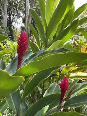 Ginger rhizomes with leafy stems against a calming forest background.