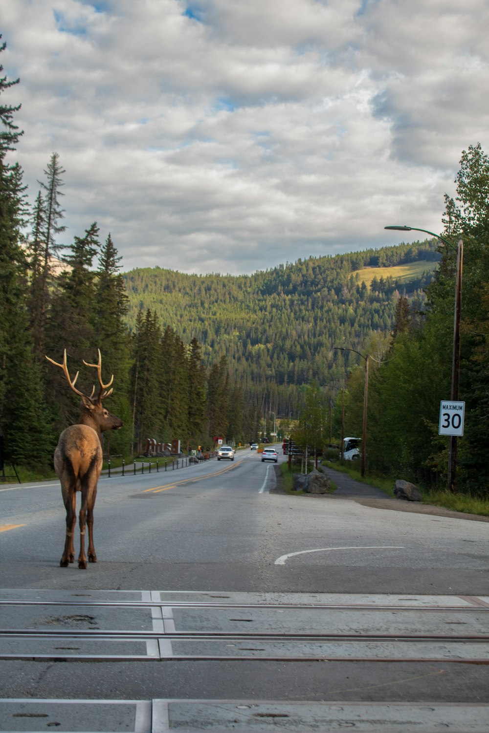 a deer standing in the middle of a road