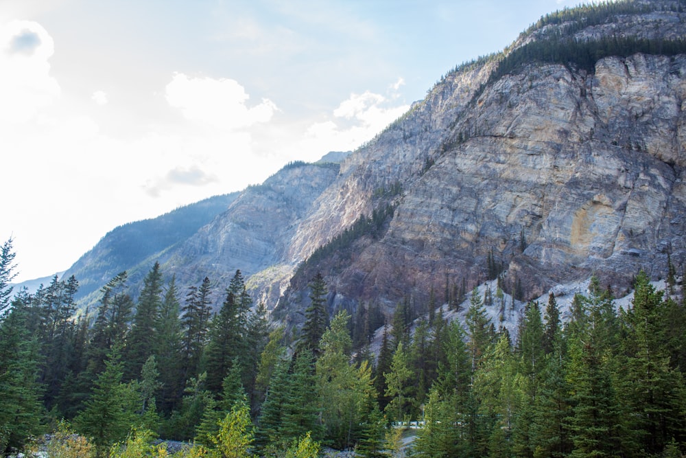 a mountain with a forest in front of it