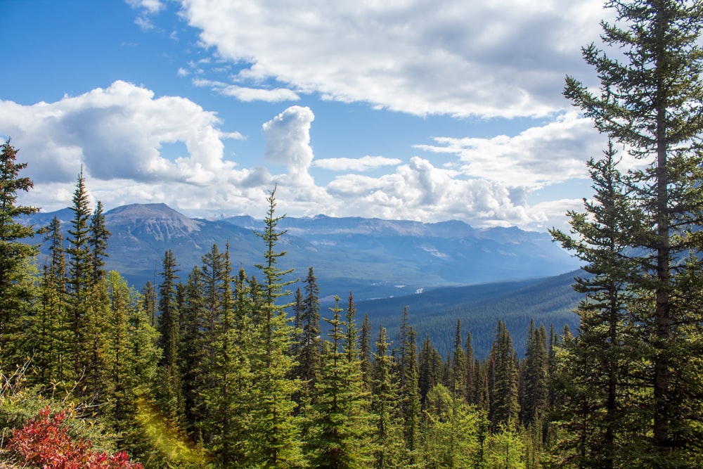 une vue panoramique d’une chaîne de montagnes avec des arbres au premier plan