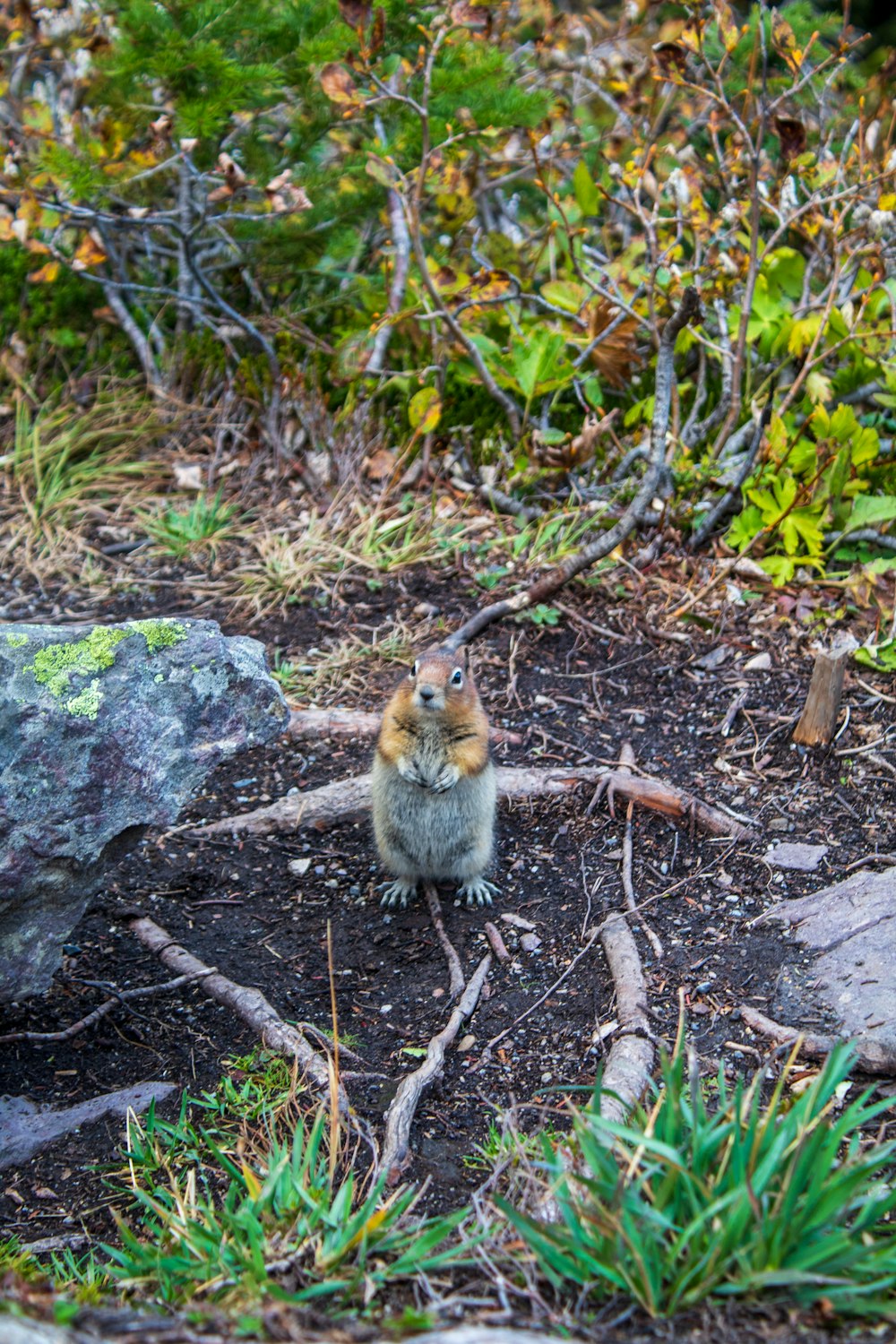 a squirrel sitting on the ground in a forest