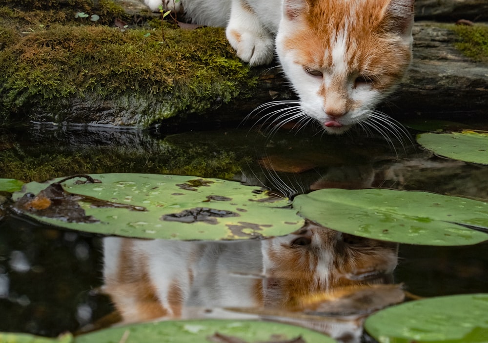 an orange and white cat standing on a rock next to lily pads