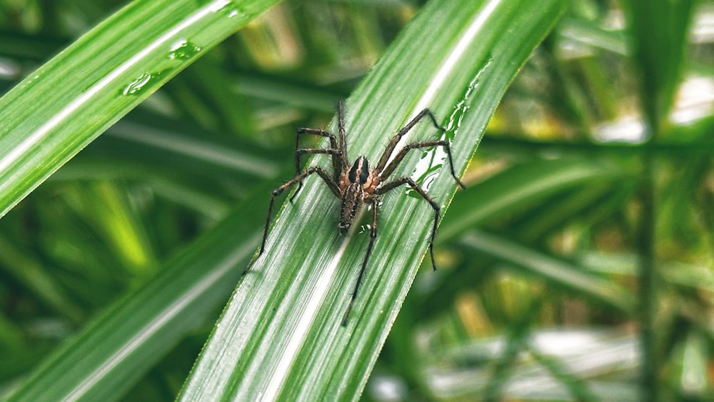 a spider sitting on top of a green leaf