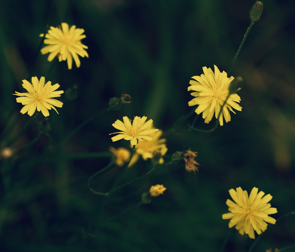 a bunch of yellow flowers that are in the grass