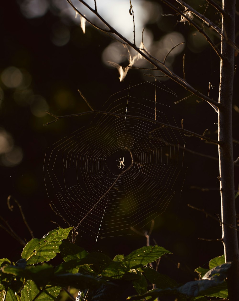 a spider web hanging from a tree branch