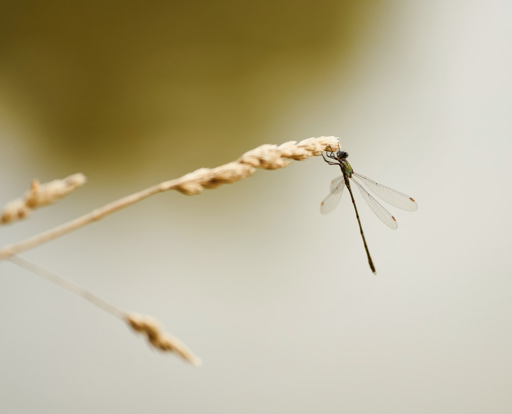 a close up of a dragonfly on a twig