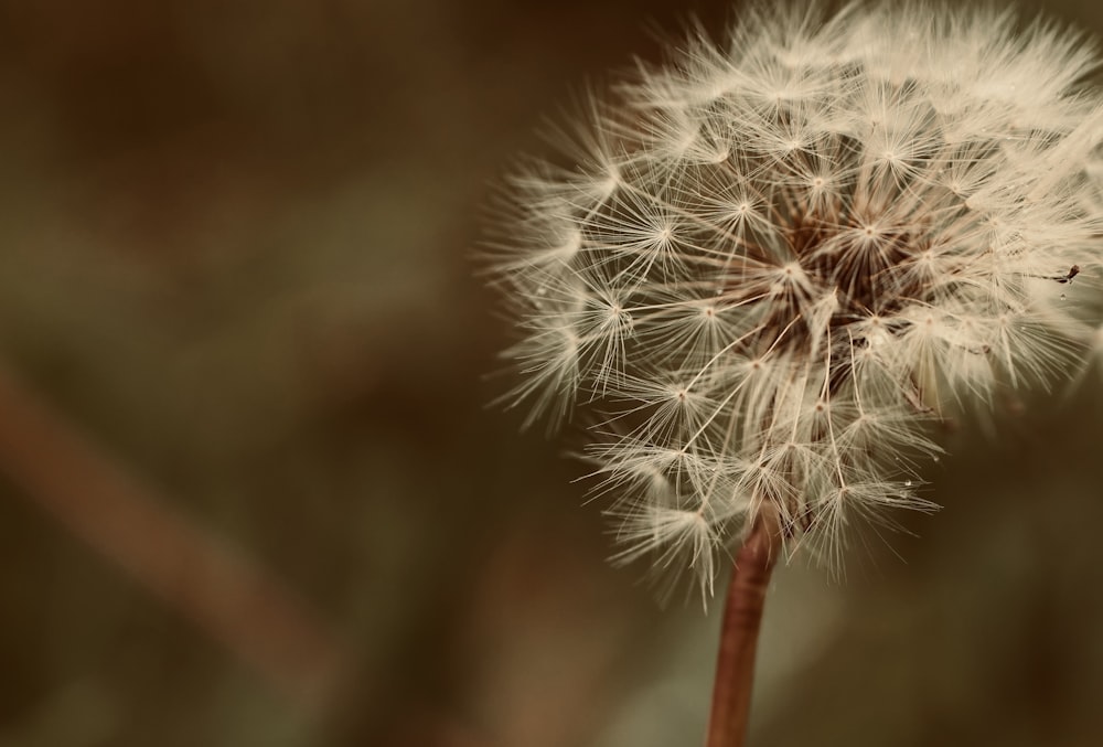 a close up of a dandelion with a blurry background