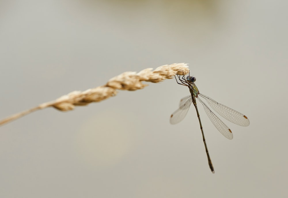 a close up of a dragonfly on a plant