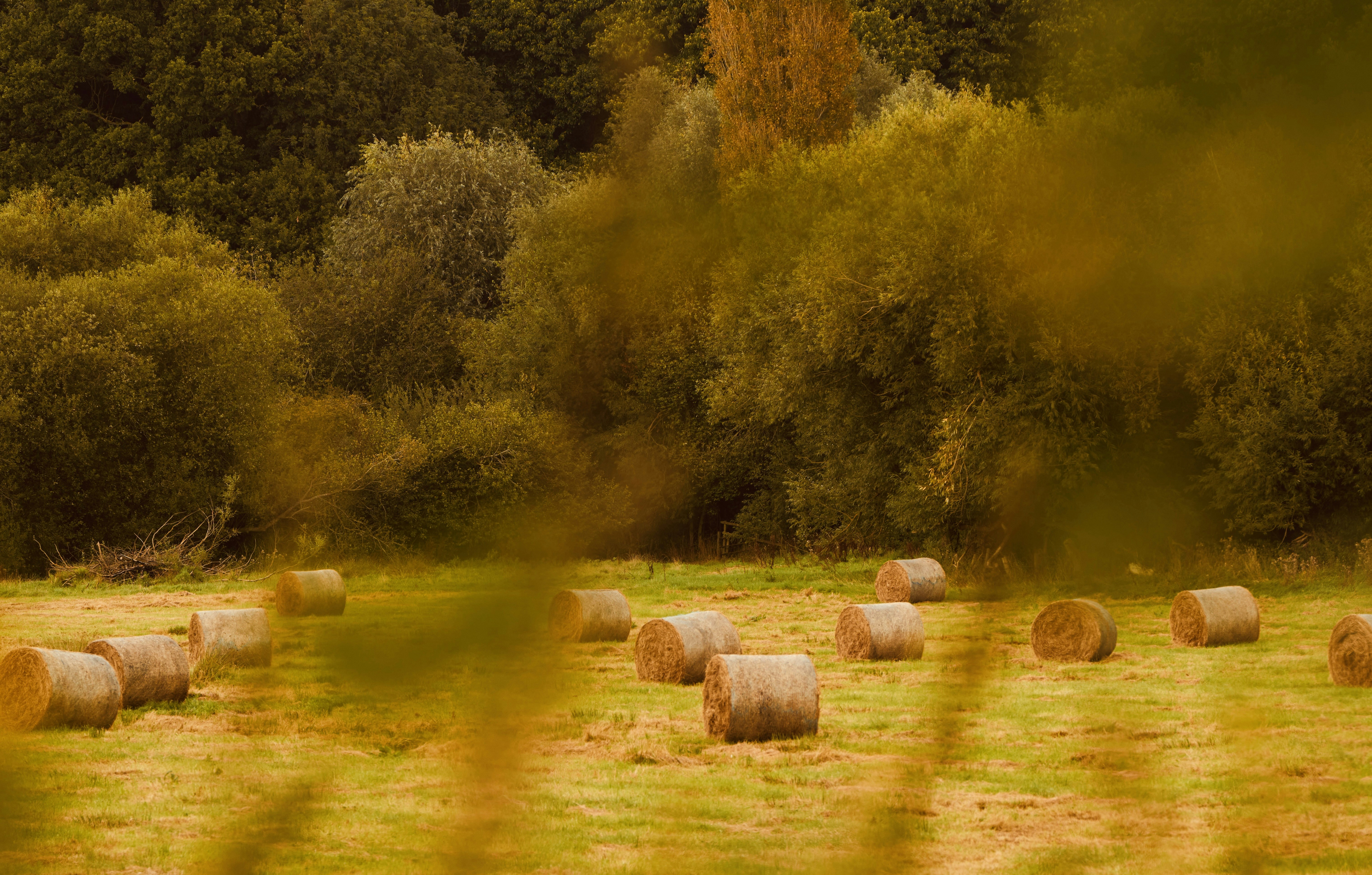 Another Countryside Scene