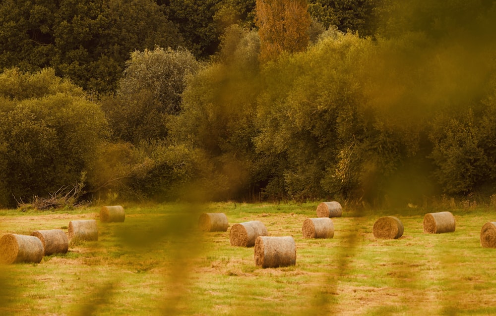 hay bales in a field with trees in the background