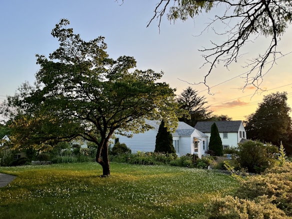 A serene residential scene at sunset with a large tree casting shadows over a grassy yard. Two houses with white exteriors and dark roof shingles occupy the background, surrounded by lush green shrubs and plants. The sky is soft with gradient hues of yellow and orange.