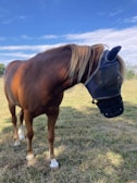 A brown horse stands in a grassy pasture under a clear blue sky, wearing a fly mask. The mask covers the horse's eyes and ears, with a mesh design to protect it from insects. The horse has a long mane with a mix of brown and light highlights.