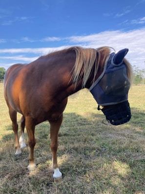 A brown horse stands in a grassy pasture under a clear blue sky, wearing a fly mask. The mask covers the horse's eyes and ears, with a mesh design to protect it from insects. The horse has a long mane with a mix of brown and light highlights.