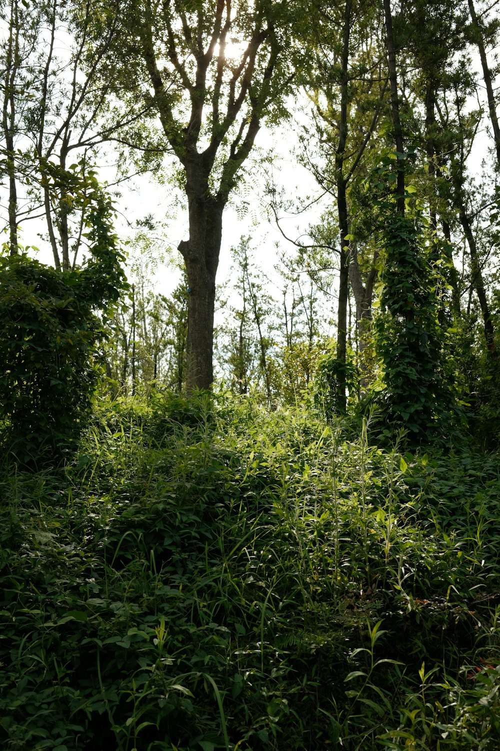 a lush green forest filled with lots of trees