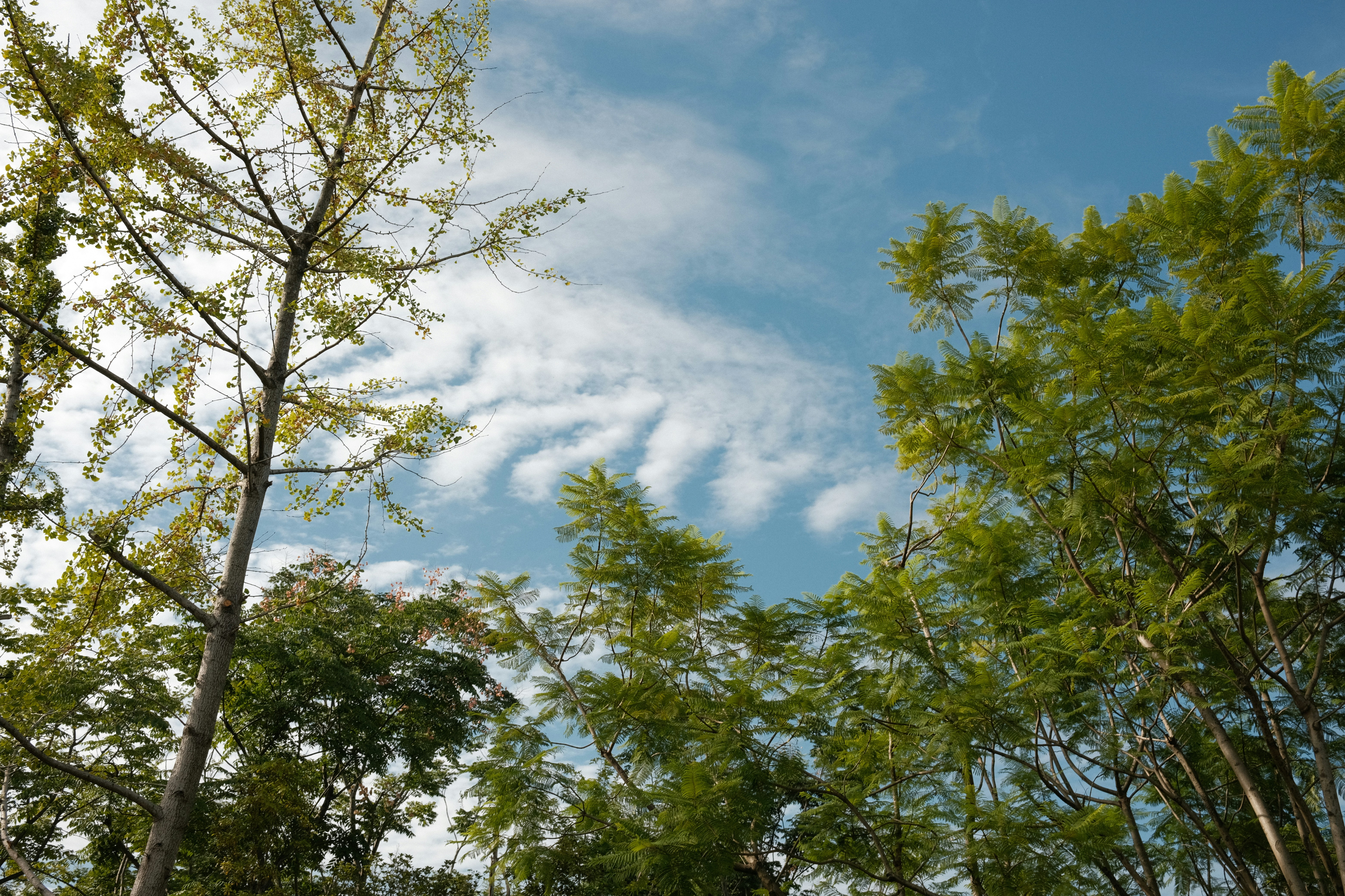 A blue sky with clouds and trees in the foreground photo – Free Sky ...