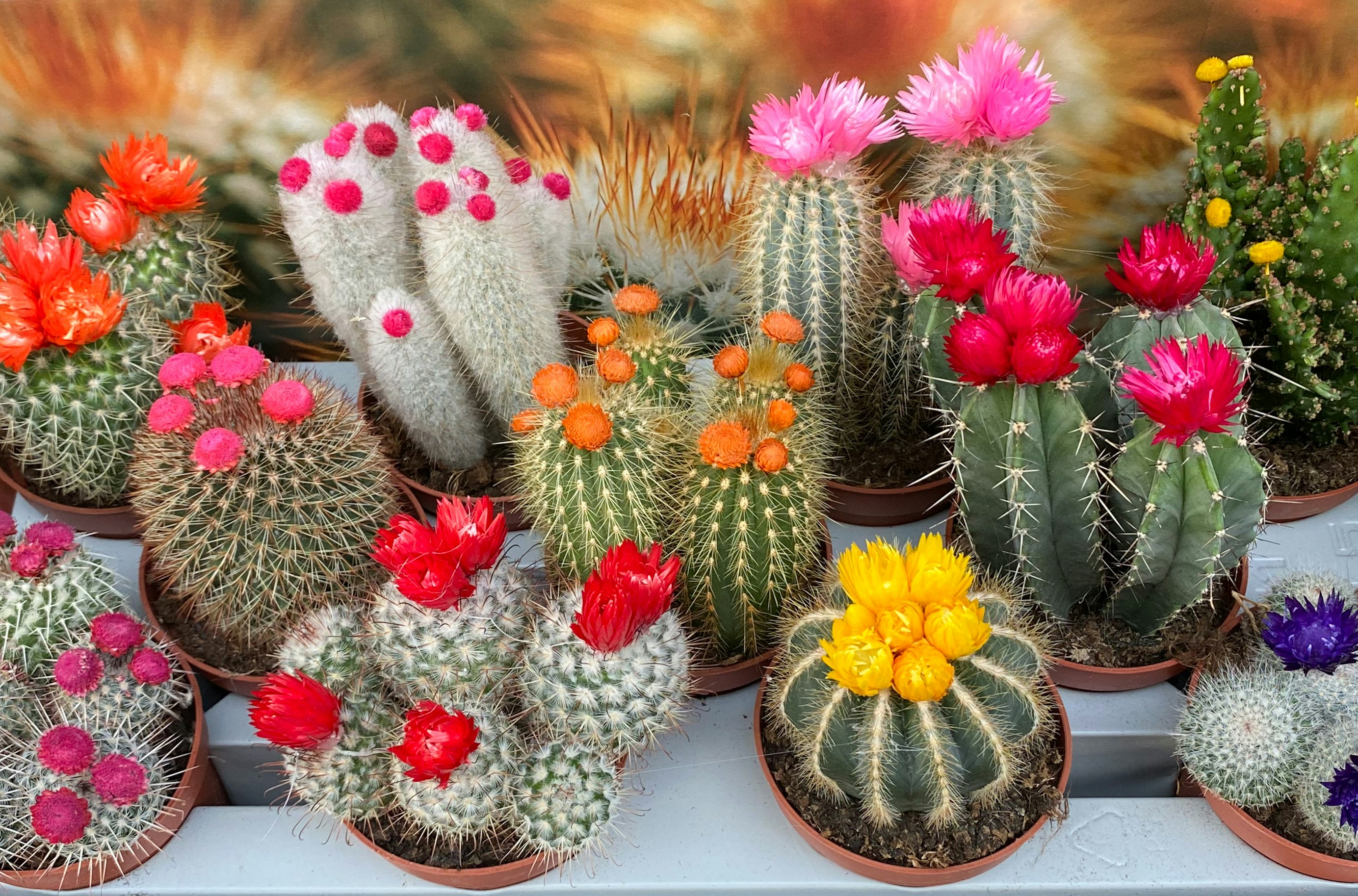Discover the Stunning Types of Cactus Flowers