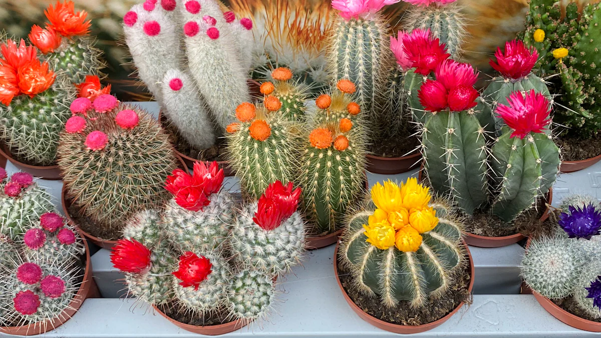 Discover the Stunning Types of Cactus Flowers