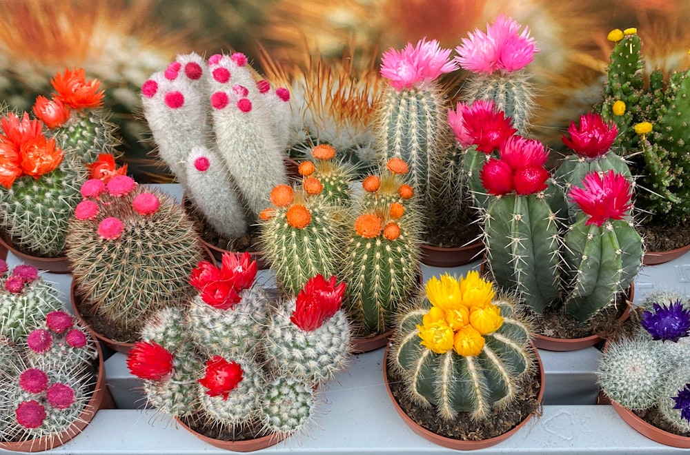 a variety of cactus plants in pots on a table