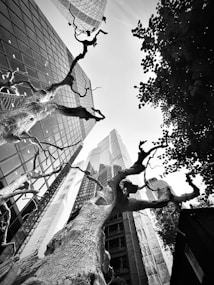 A high-contrast black and white photo featuring towering modern skyscrapers viewed from below. In the foreground, starkly detailed tree branches devoid of leaves stretch into the sky. The buildings vary in architectural styles, including reflective glass surfaces. The sky is clear with some structured foilage visible on one side.