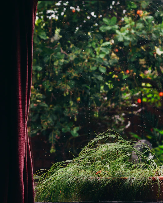 a cat sitting on a window sill in front of a window