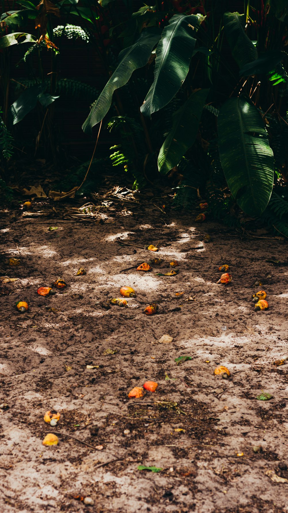 a bunch of oranges that are on the ground