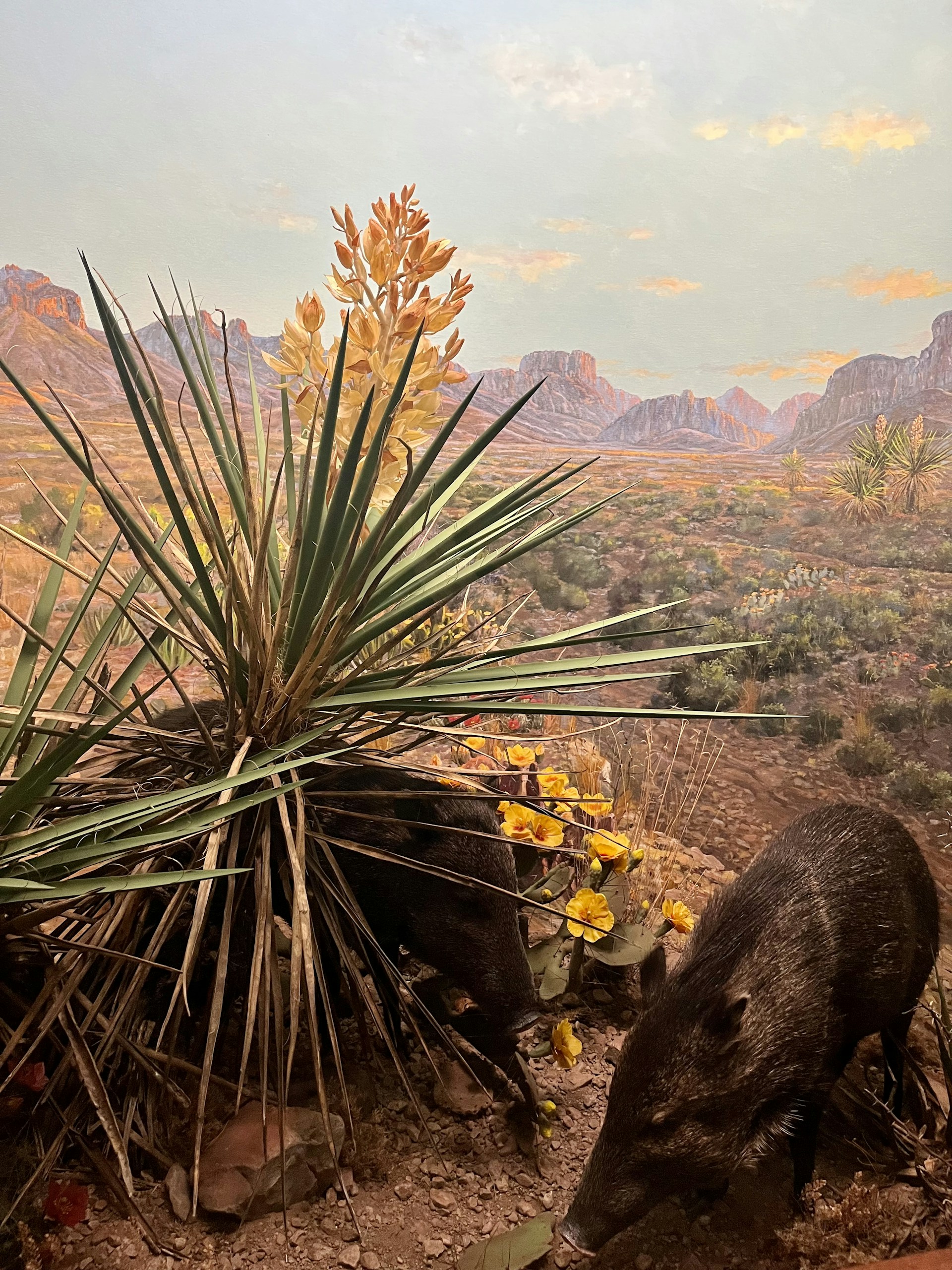 A close-up of a javelina family foraging among desert shrubs, with blooming cacti and distant rocky hills in the background.