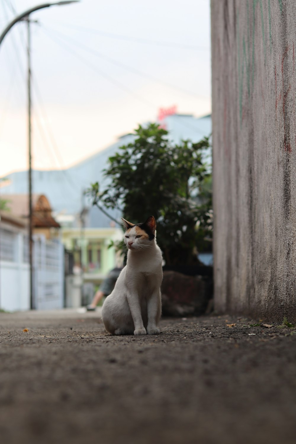 a cat sitting on the ground next to a building