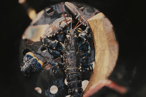 Two lobsters are sitting in a container with circular holes, displaying their dark, shiny shells and long antennae. The texture of the shells has a marbled pattern with hints of blue and white. The setting appears to be outdoors, possibly at a seafood market or catch location.