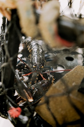 A close-up view of a lobster inside a fishing trap. The lobster's claws and antennae are clearly visible. The trap's net and the metallic parts are partially in focus, giving a detailed look at the lobster's environment.