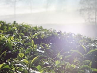 Close-up of freshly picked tea leaves glistening with dew.