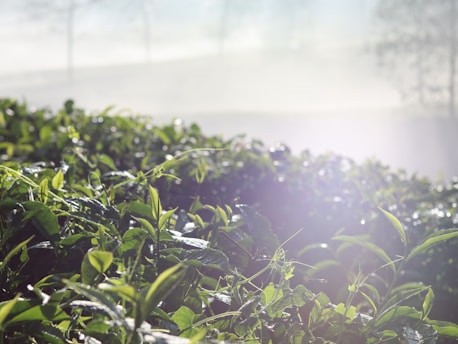Lush green tea leaves glisten under gentle sunlight, with a misty background. The image captures the vibrancy of the leaves with droplets of water, suggesting a fresh morning.
