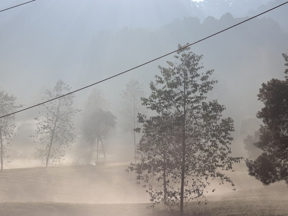 木々や送電線のある霧のフィールド