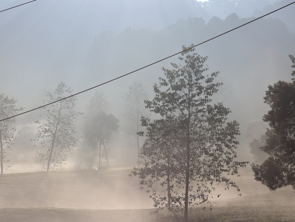 a foggy field with trees and power lines