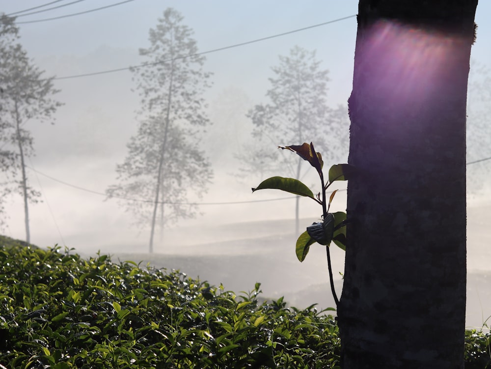 前景に一輪の花がある茶園の霧の朝