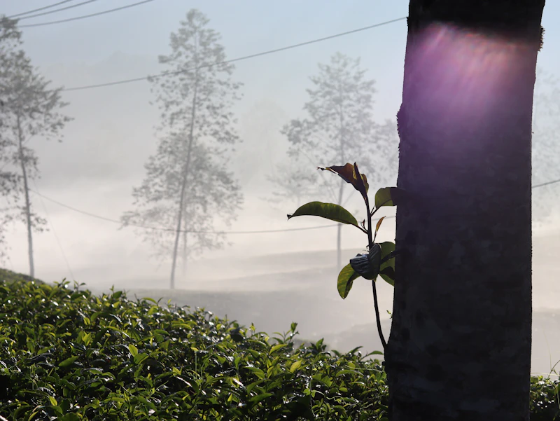 Kebun Teh Bandung