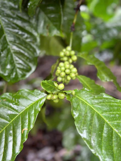 a close up of a green plant with leaves