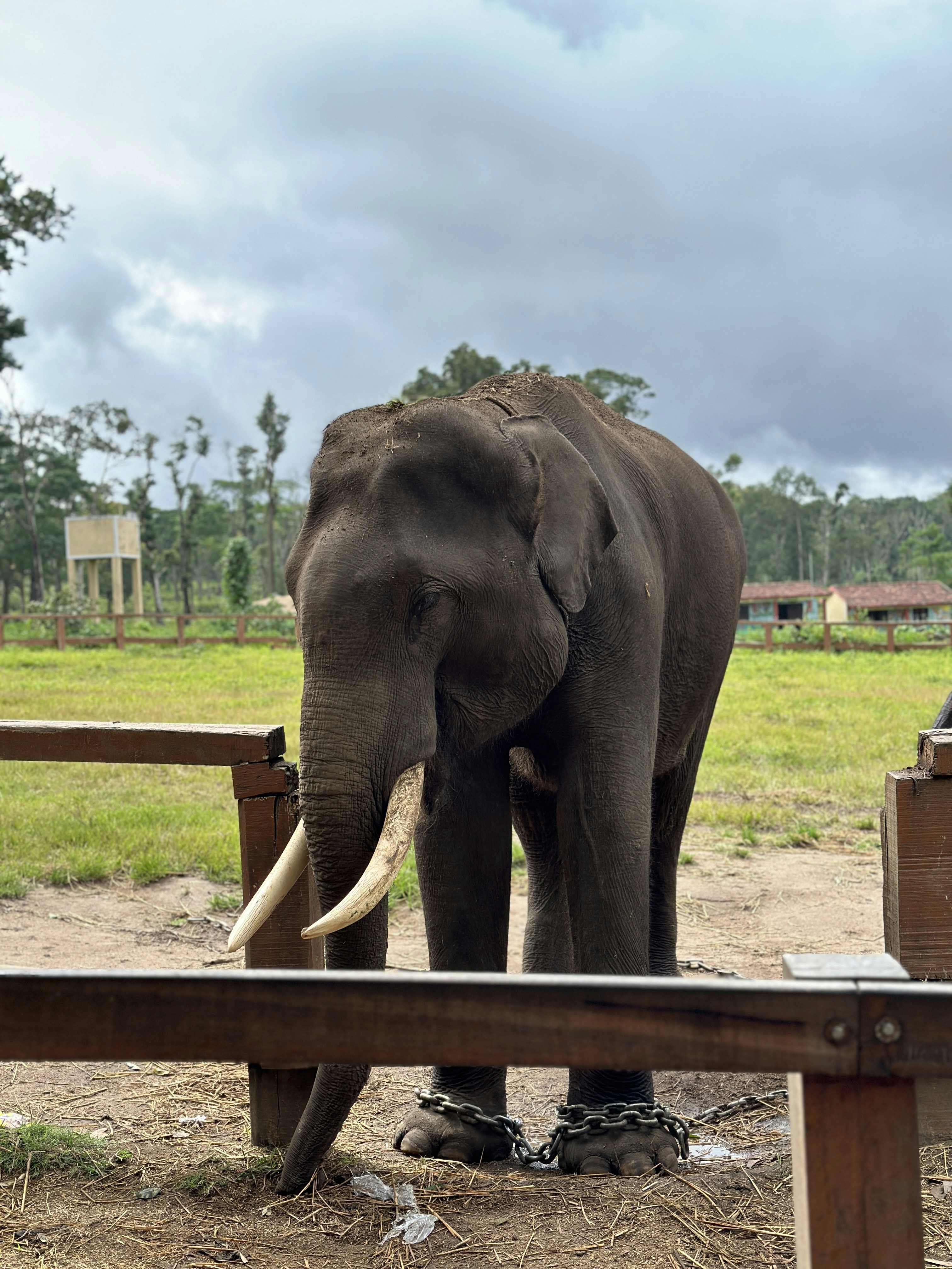 La Caza de Elefantes por Marfil: Un Análisis Profundo del Impacto y la Conservación
