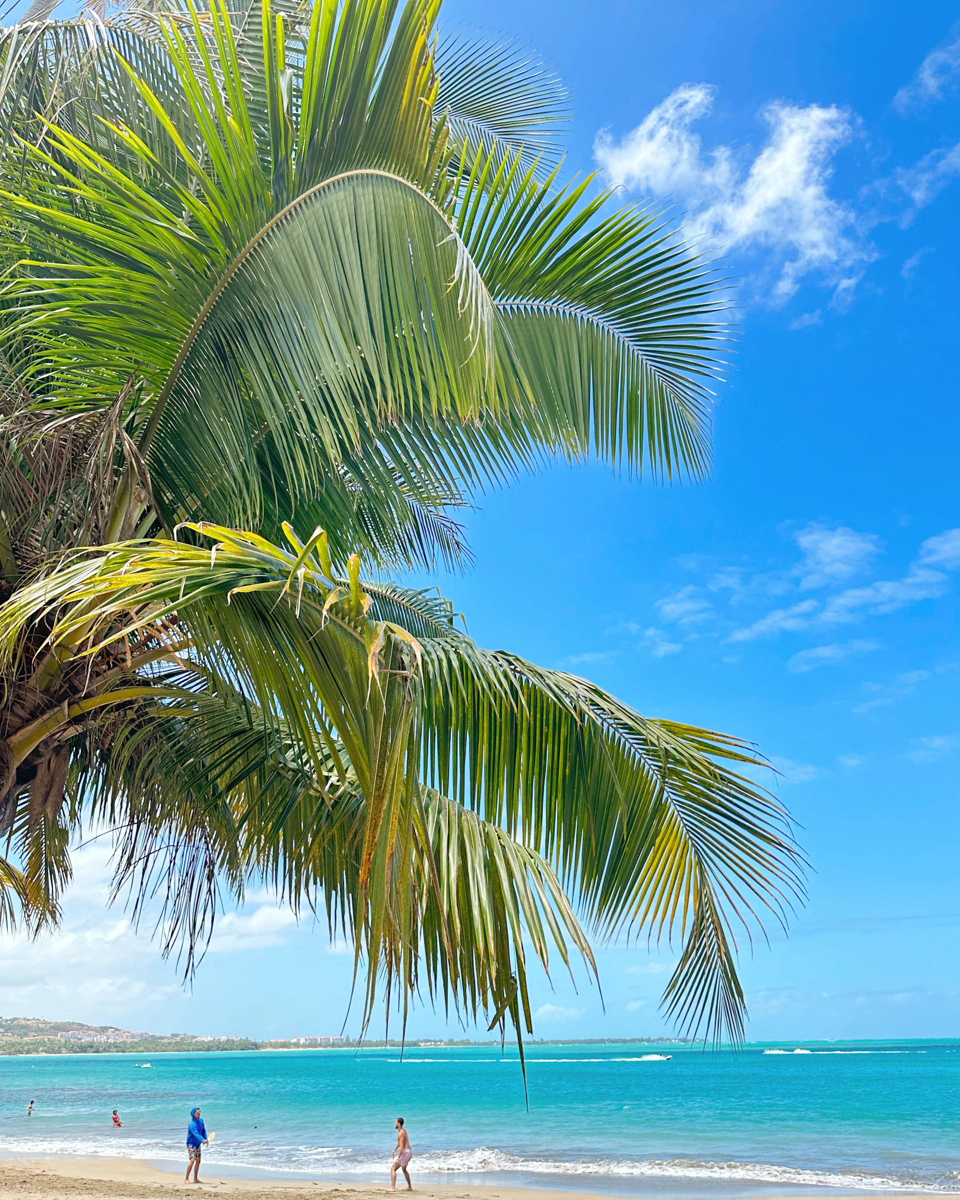 a group of people walking on a beach next to a palm tree