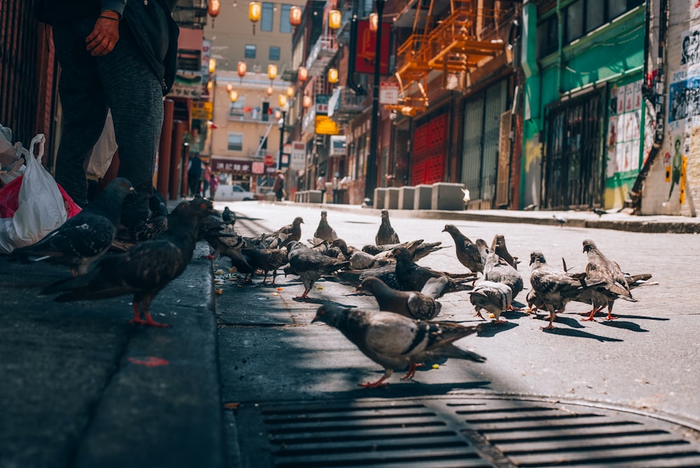 a flock of birds standing on the side of a road